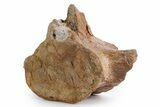 Fossil Plesiosaur (Thililua?) Pectoral Vertebra - Asfla, Morocco #346986-1
